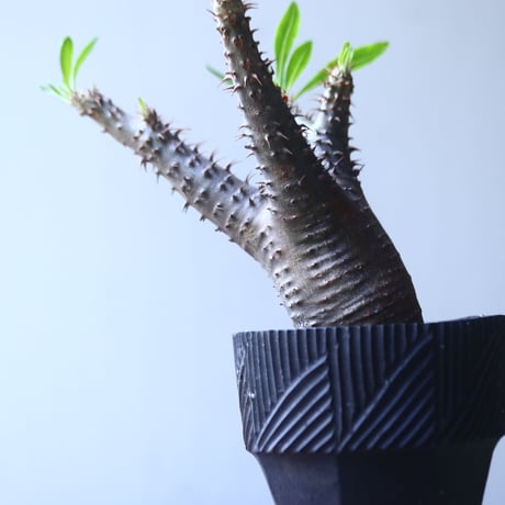 パキポディウム  マカイエンセ    Pachypodium Makayense   no.53109