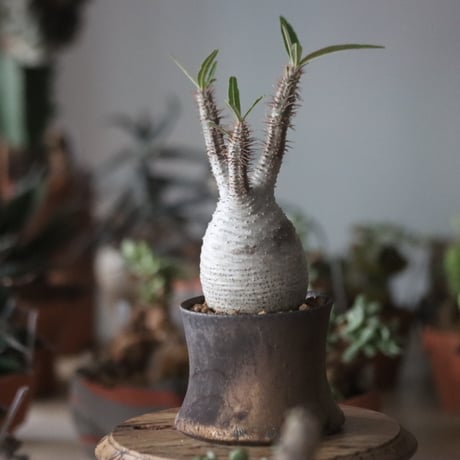 Pachypodium gracilius × Atsushi Funakushi   no.1115-33