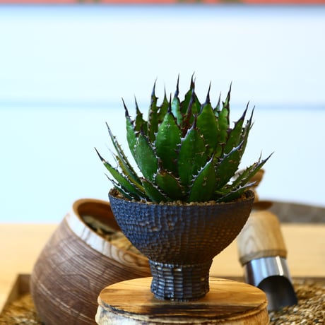 Agave horrida × たけろうポット   no.111263