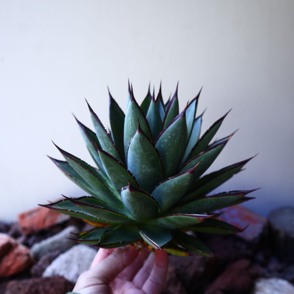 アガベ ブルーグロー Agave 'Blue Glow' no.30810 | 芽の巣山 アガベ ブルーグロー Agave 'Blue Glow' no.30810 | 芽の巣山
