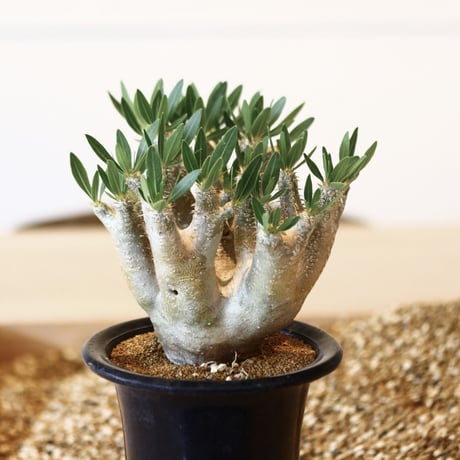パキポディウム ブレビカリックス / Pachypodium densiflorum var. brevicalyx      no.41604
