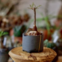 N/OH【澪標-芽の巣山別注】山ノ月ブラック+ moon / S no.717/200