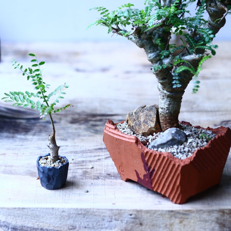 ボスウェリア ネグレクタ Boswellia neglecta 小鉢セット n...