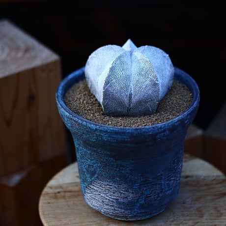 アストロフィツム  恩塚ランポー玉 ／Astrophytum myriostigma cv.　no.13037