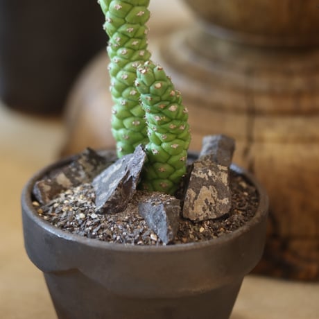 Monadenium ritchiei × YAMABACHI var. takero pot  no.117-34