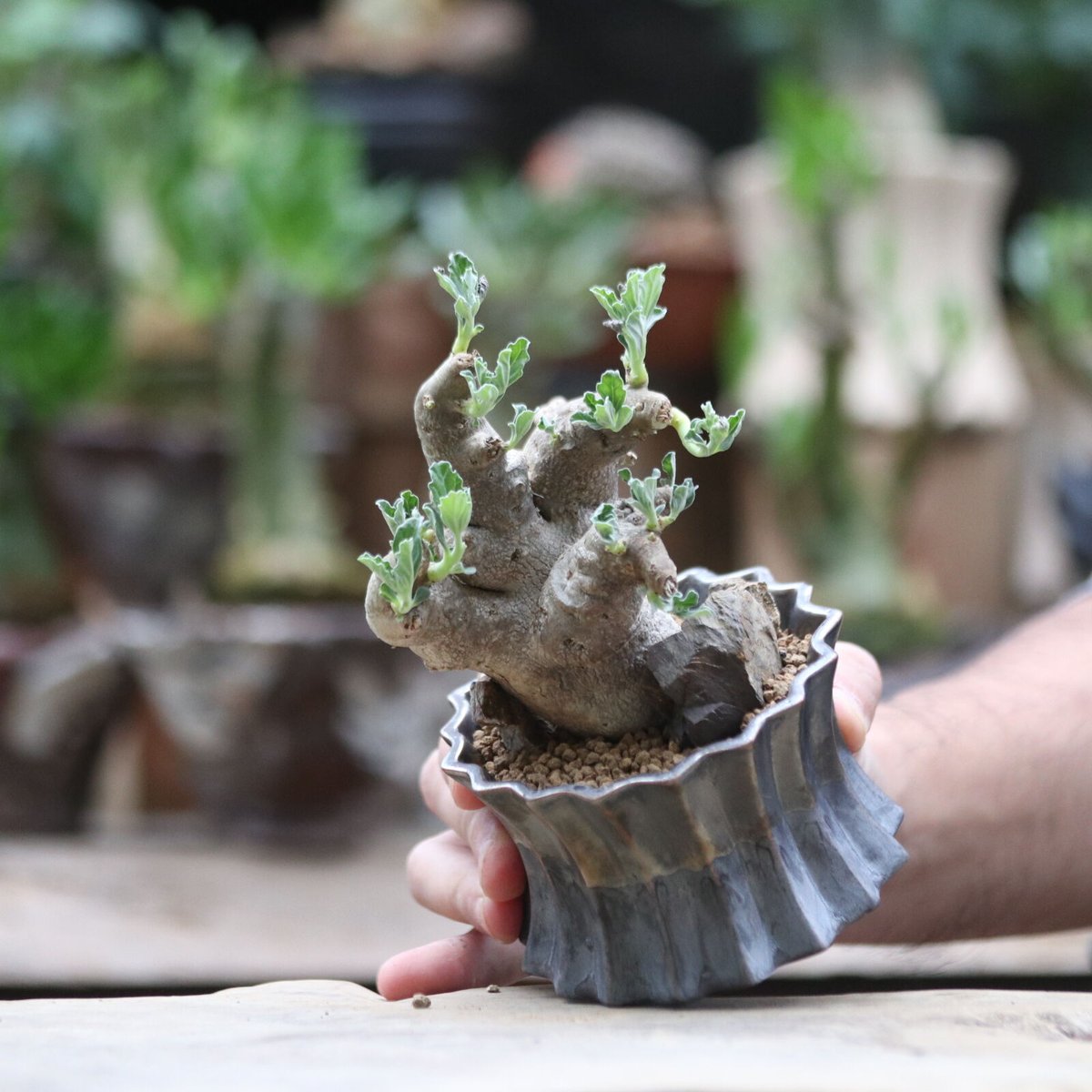 プテロディスクス マカチニエンシス　塊根植物　発根済み　輸入実生株 プテロディスクス マカチニエンシス／Pterodiscus makatiniensis