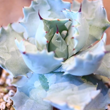 Agave Isthmensis × HUM   no.31037