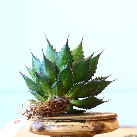 Agave horrida / Style of Chika   no.1015/68