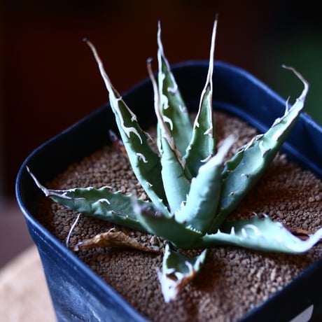 アガベ  ユタエンシス    エボリスピナ  Agave uthaensis var. eborispina  no111575②