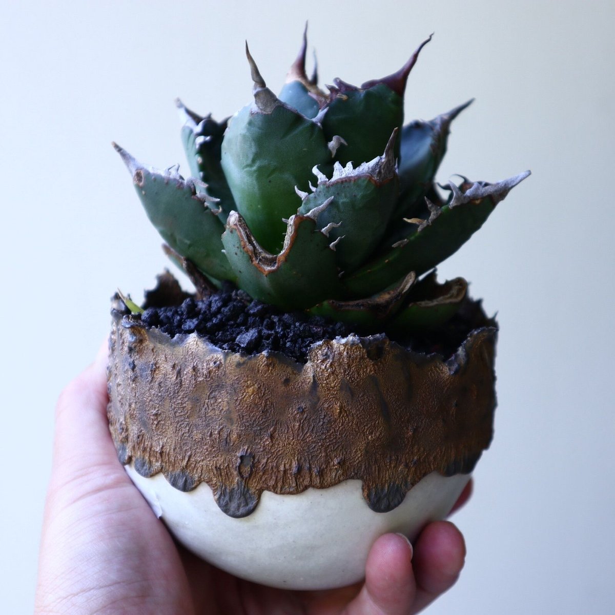 アガベ チタノタ FO-76 Agave titanota 