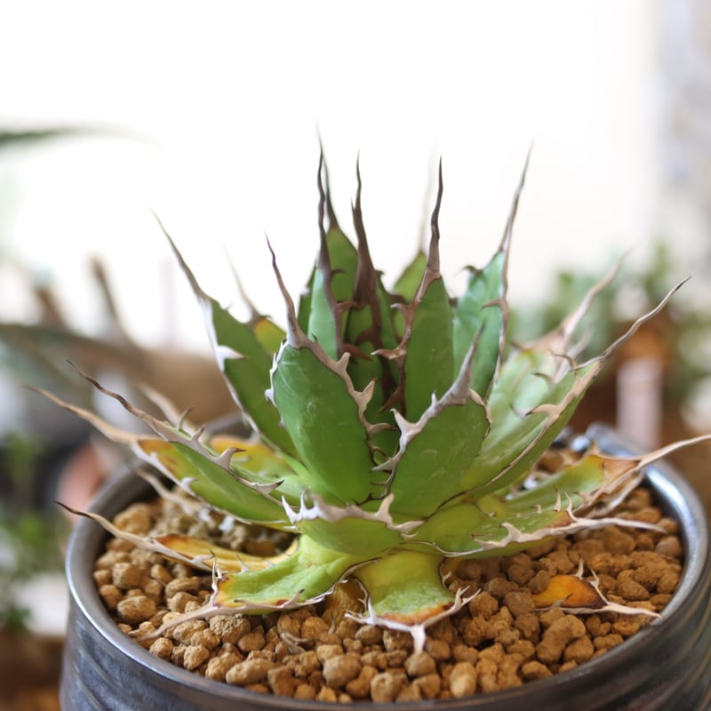 Agave horrida × Yuta Uchida no.82501 | 芽の巣山