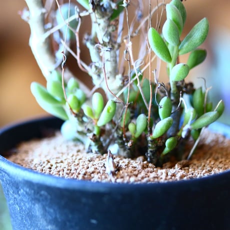 チレコドン  ステノカウリス    Tylecodon stenocaulis    no.111512