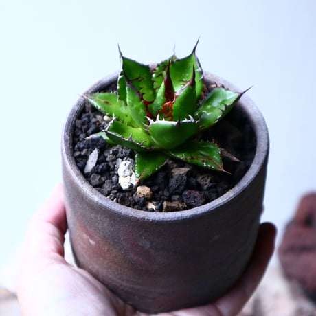 アガベ ホリダ   Agave horrida   no.102724