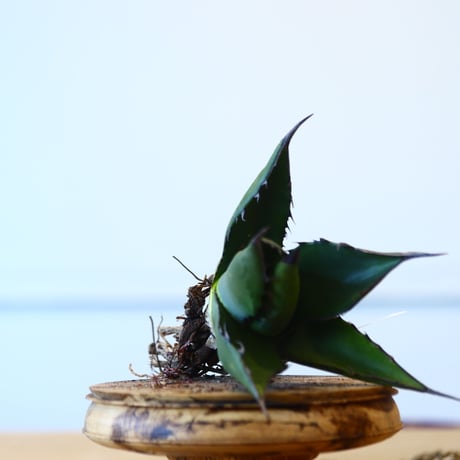 Agave ferox ×Sharkskin / Style of Chika   no.1015/95