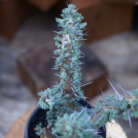 サルコカウロン ヘレー／Sarcocaulon herrei    no.120537