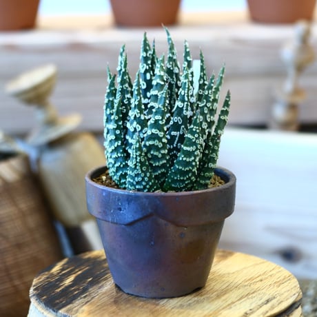 朝日百科　世界の植物　12巻➕別巻1 朝日百科 世界の植物 ＜本巻12巻のみ、別冊欠、12冊一括