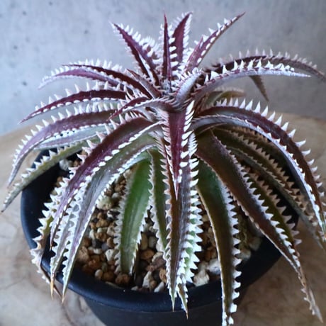 Dyckia ‘Snaggle Tooth’ F2(small clone)     005