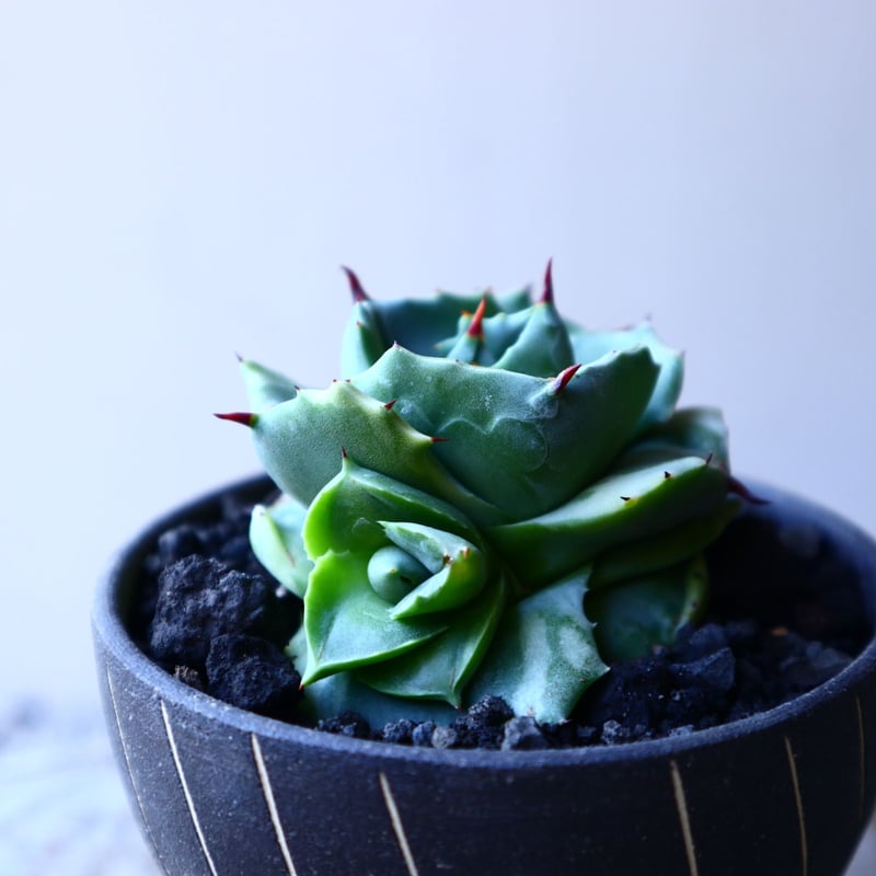 アガベ 王妃雷神錦 Agave Potatorum Ouhi Raijin f.variega アガベ 王妃雷神錦 Agave Potatorum Ouhi Raijin f.variega