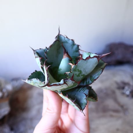 アガベ チタノタ　ブラック＆ブルー  Agave titanota black&bule     no.111006
