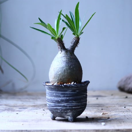 パキポディウム グラキリス   Pachypodium rosulatum var. gracilius no.101801