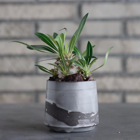 Pachypodium 恵比寿大黒 × N/OH (2.5号)  no.817-36