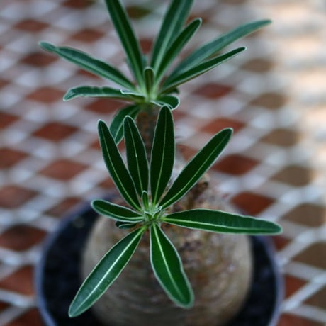 パキポディウム  グラキリス／Pachypodium  gracilius       no.91910