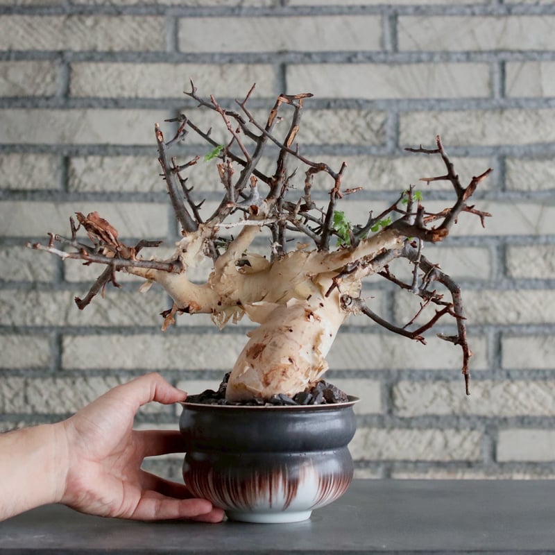 Commiphora kataf (pure) × 山山 特別共作鉢 (5号) no.101