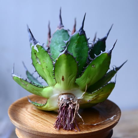 アガベ ホリダ    Agave horrida     no.1025-10