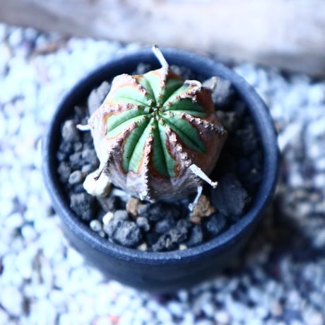 ユーフォルビア  バリダ  hyb.  Euphorbia valida hyb.　no.21654