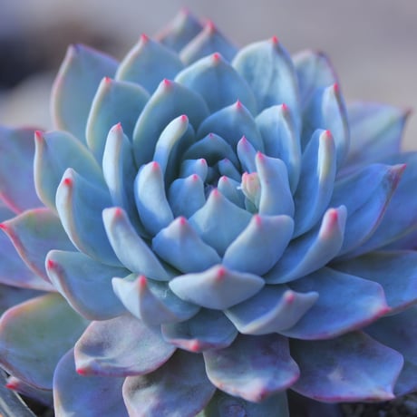 エケベリア　ブルーバード  Echeveria 'Blue Bird'     no.20736