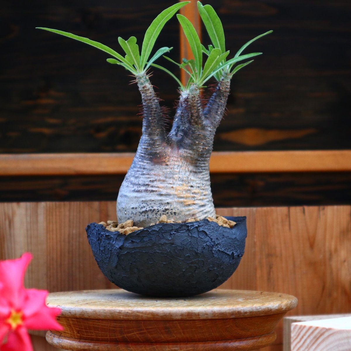 パキポディウム グラキリス／Pachypodium gracilius no.