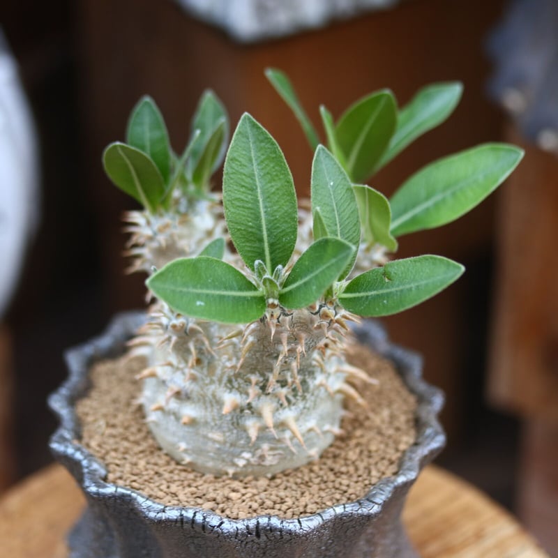 パキポディウム 恵比寿大黒 / Pachypodium Densicaule no