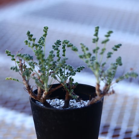 ペラルゴニム   アルテルナンス  Pelargonium alternans    no.120640