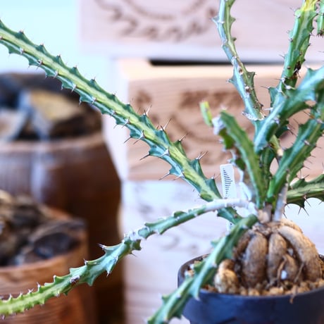 Euphorbia knuthii × YAMABACHI var. takero pot   no.10798