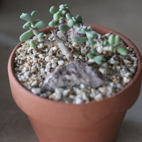 Ceraria pygmaea × YAMABACHI  no1115-31