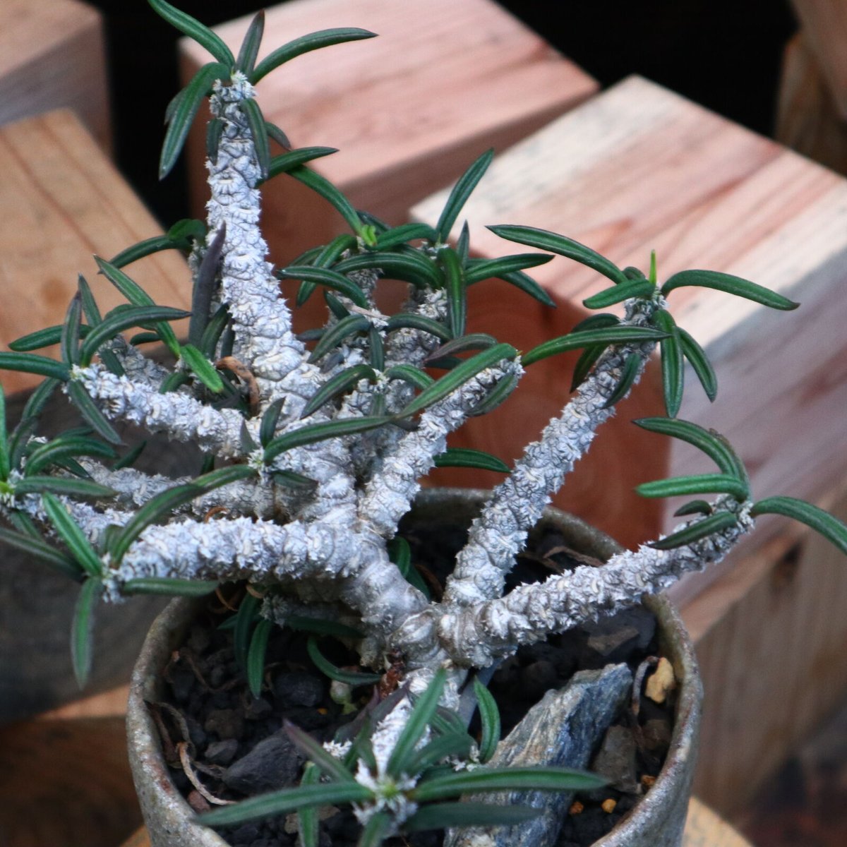 ユーフォルビア キリンドフォリア/Euphorbia cylindrifolia no.8 ユーフォルビア キリンドフォリア/Euphorbia cylindrifolia no.8