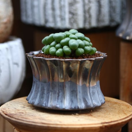コノフィツム ペアルソニー / Conophytum  pearusoni   no.31926