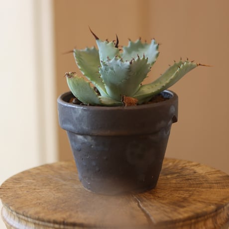 Agave hyb. potatorum×Isthmensis × YAMABACHI var. takero pot  no.112-11
