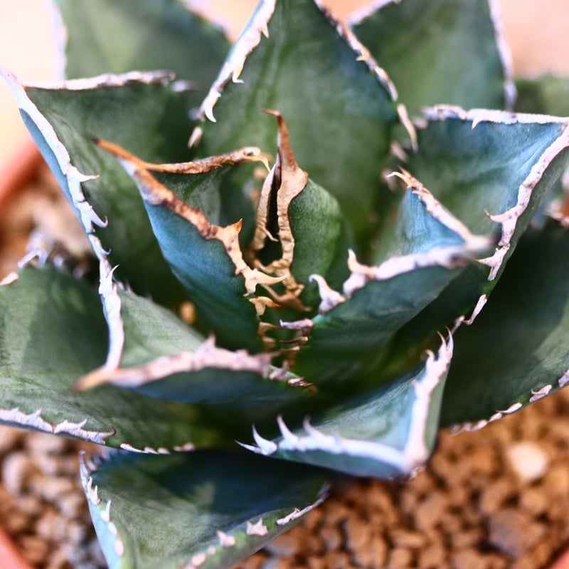 Agave titanota 'Sea King' × YAMABACHI no.1231 Agave titanota 'Sea King' × YAMABACHI no.1231