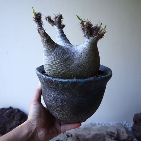 パキポディウム グラキリス Pachypodium rosulatum var. gracilius no.51935