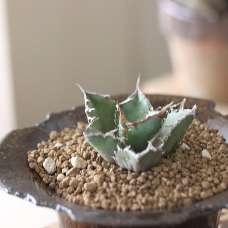 Agave titanota"FO-076" × N/OH　no.51930