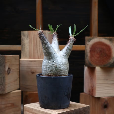 パキポディウム  グラキリス／Pachypodium  gracilius   no.90455