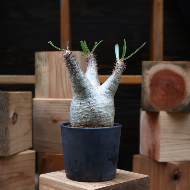 パキポディウム グラキリス／Pachypodium gracilius no.9045
