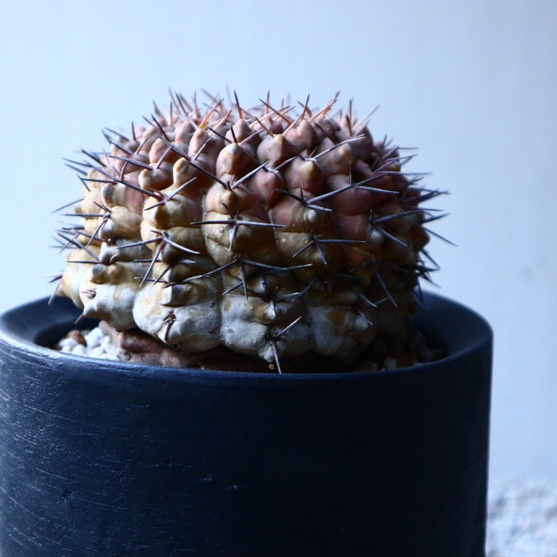 ギムノカリキウム 守殿玉 Gymnocalycium stellatum no.12151