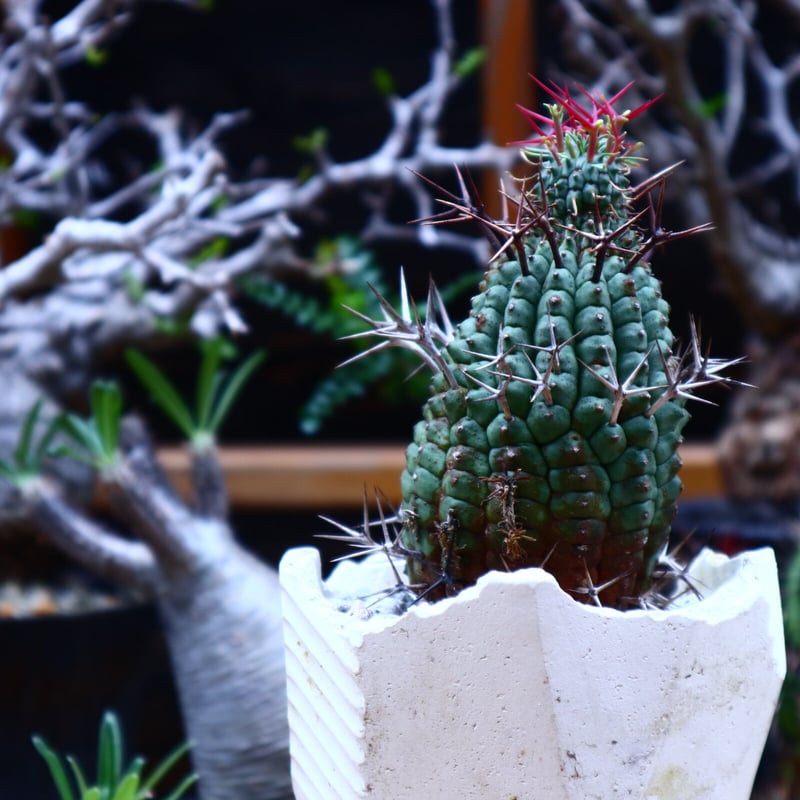 群生冠 ユーフォルビア ユーフォルビア群星冠の基本情報・育て方｜多肉植物・サボテン