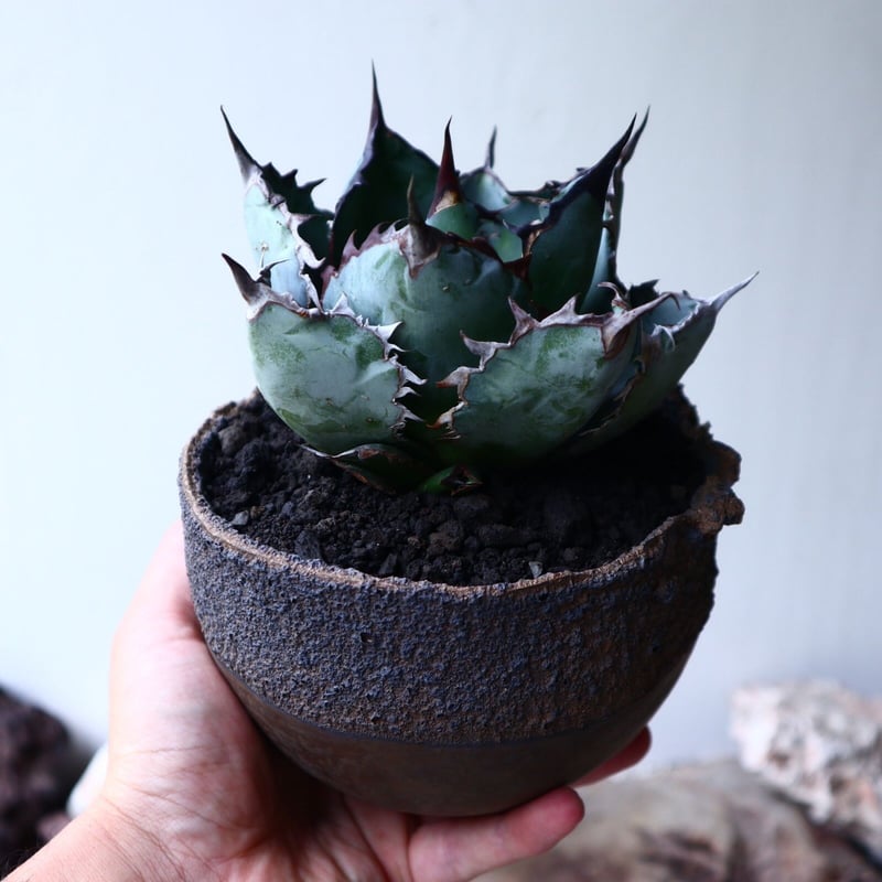 アガベ チタノタ ブラック＆ブルー Agave titanota black&bule