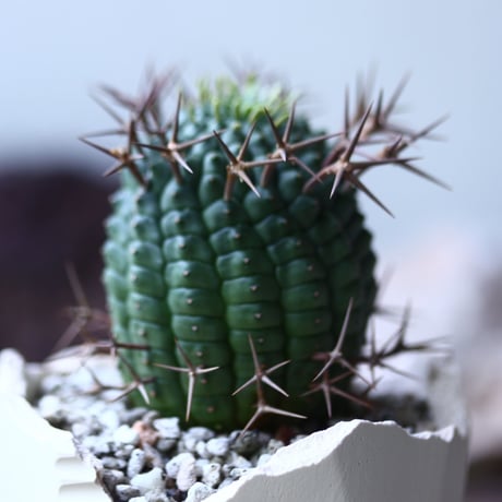 群星冠 Euphorbia stellispina   no.021