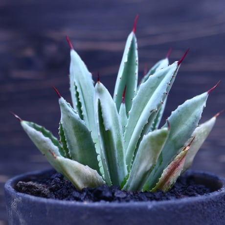 アガベ   キュービック　Agave potatorum f.monstrosa 'cubic'    no30617