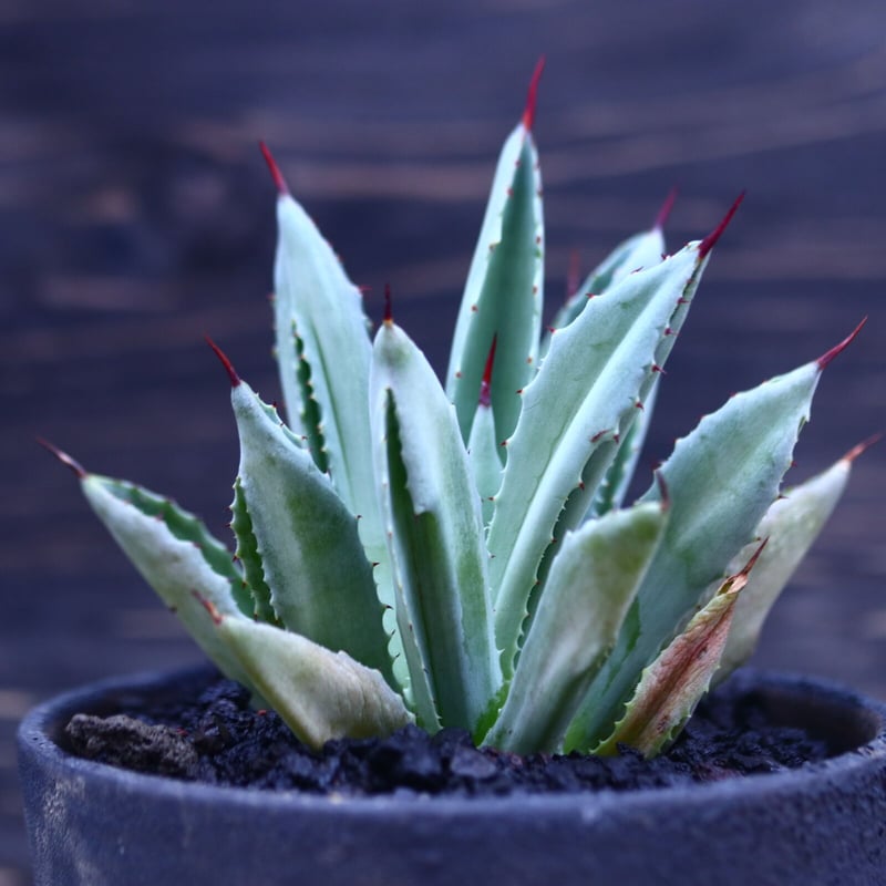 アガベ キュービック Agave potatorum f.monstrosa 'cubic