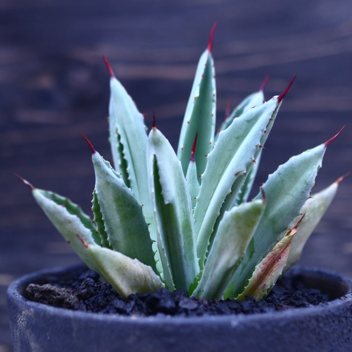アガベ キュービック Agave potatorum f.monstrosa 'cubic アガベ キュービック Agave potatorum f.monstrosa 'cubic